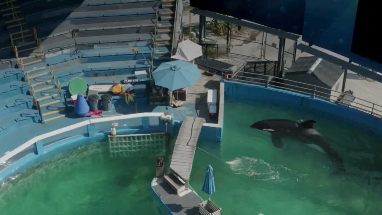 Tokitae, Hugo and Keiko in Resident Orca