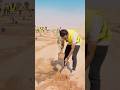 بالعراق التشجير وصل للصحراء