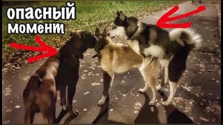 БОКСЁР ХАСКИ ЛАЙКА / ТРИ КОБЕЛЯ-ТРИ ГОМОСЕКА БОКСЁР ХАСКИ ЛАЙКА / ТРИ КОБЕЛЯ-ТРИ ГОМОСЕКА