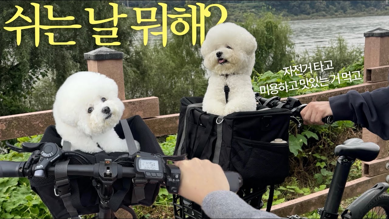 Медленный выходной с моей собакой и велосипедом