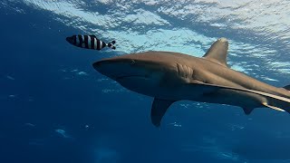 Scubaclass In Egypt. Diving Zabargad, St. Johns, Fury Shoals Elphinstone