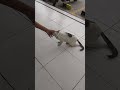 si belang