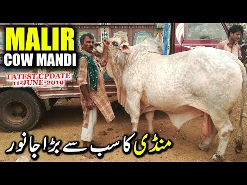 Malir Cow Mandi Latest Update 11 June 2019 | Cow Mandi Karachi Cattle Price