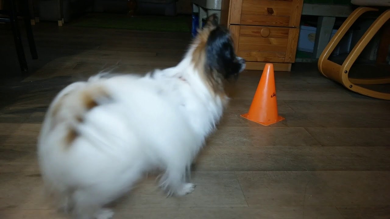 Clickertraining/ Tricks mit Hund: „Pylonen“