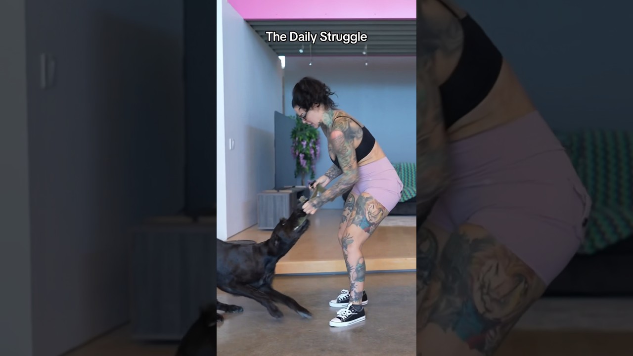 Does your dog do this? 🤣 #shortsfeed #shortsvideo #dog #giantschnauzer