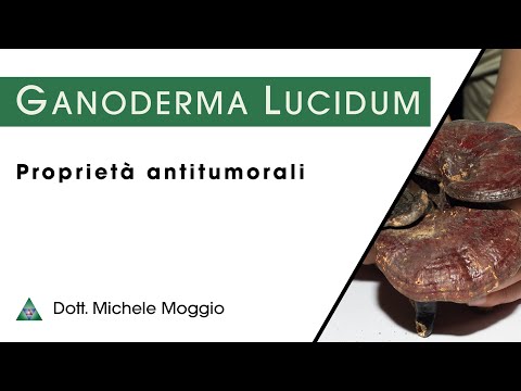 GANODERMA LUCIDUM - Proprietà antitumorali | dott. Michele Moggio