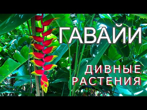 Видео: Гавайи тропические или субтропические?