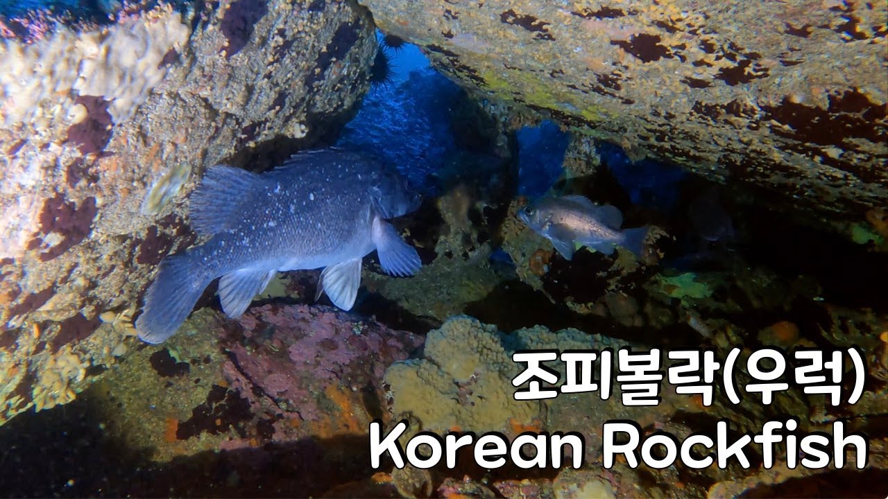 조피볼락(우럭), Korean Rockfish YouTube