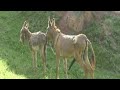 Ass Mating Viral Animalvideo Animalmating Trendingvideo Mating 