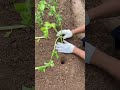Learn Bottle Planting in 3 Steps! Grow Veggies Faster & Better 🥬