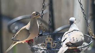 House finch and mourning doves feeding
