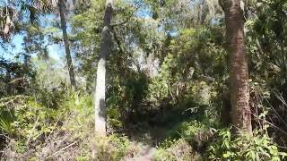 South of the Boarder at Maybury Carlton Jr. Preserve, Venice FL.