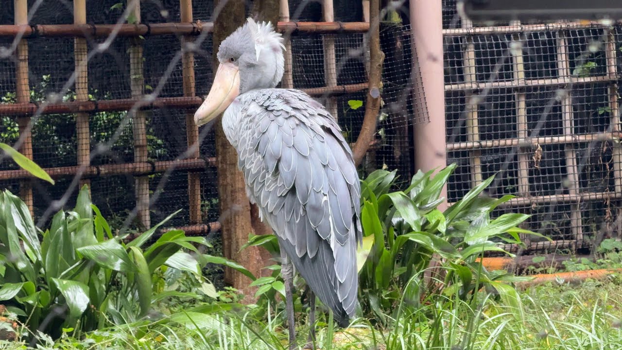 ハシビロコウ様ー10500ー ハシビロコウの様子をお届け【‎2024年‎11月2日】【上野動物園】 - YouTube