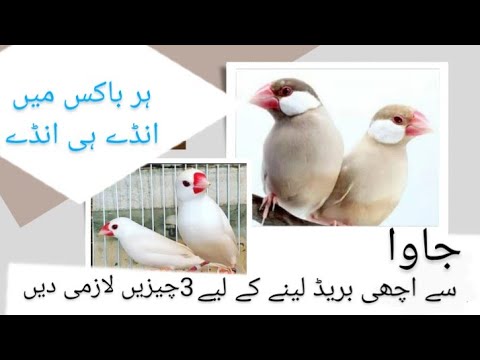 Best Diet for Java Sparrows During Breeding Season | Budgies Info
