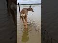 You Won’t Believe This Animal Rescue 😳 | Emotional Ending | #shorts #trending