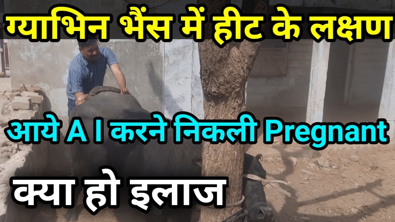 गाभिन भैंस हीट के लक्षण दिखाने लगी Pregnant Buffalo show heat sign Ramawat vets club