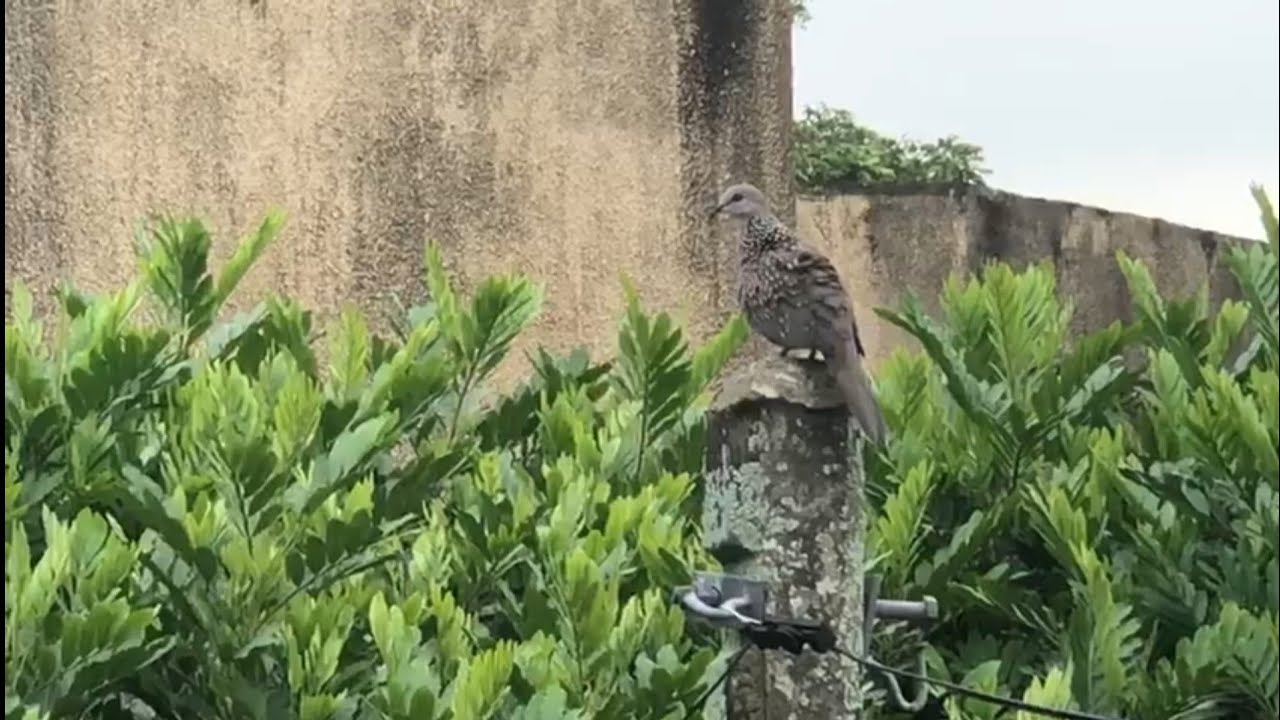 Mourning dove bird# spotted dove 