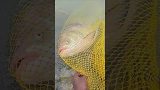 Biggest Catla fish ever caught in Padma River! 😱🐟#fishing #catla #kamali