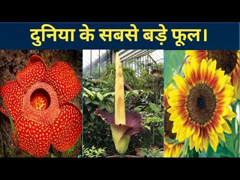 वीडियो: विश्व के सबसे बड़े फूल का क्या नाम है