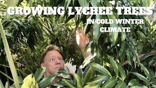 GROW A LYCHEE TREE | COLD CLIMATE UPDATE | USDA zone 9B