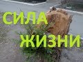 МУДРОСТЬ ЖИЗНИ И ГЛУПОСТЬ НЕБЫТИЯ