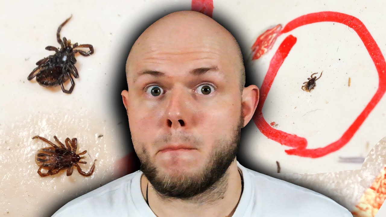 KLESZCZE na ogródkach działkowych - EKSPERYMENT