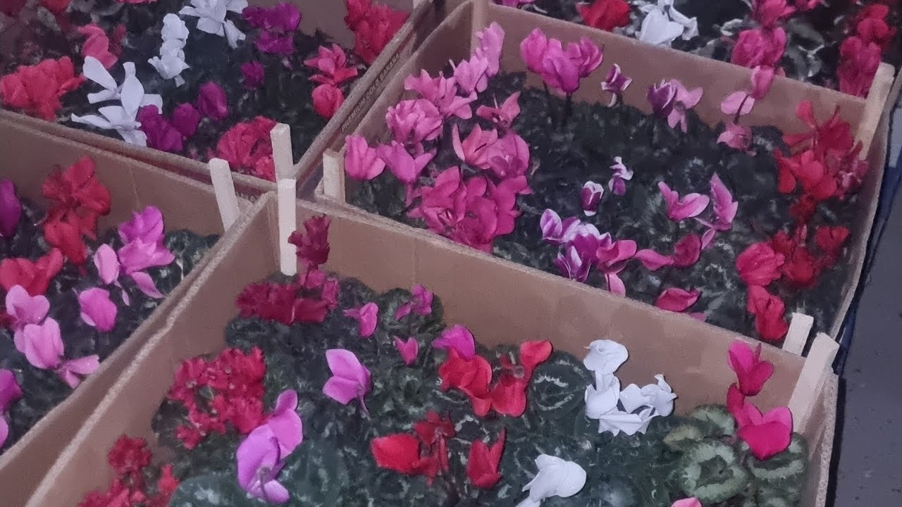 АНДИЖОН ЖАХОН БОЗОРИ ОПТОМ ГУЛ БОЗОРИ ДЕХКОННИ КУЛИ ДАРД КУРМАСИН ДЕБ ЛАЙК БОСАМИЗ 94 437 08 80 