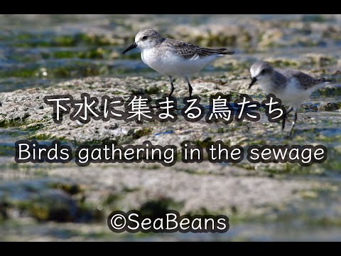 【石垣島動画野鳥図鑑】下水に集まる鳥たち 野鳥撮影 Birds gathering in the sewage Wild bird photography