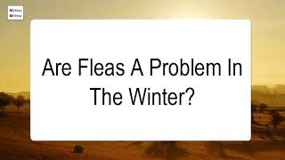 Are Fleas A Problem In The Winter