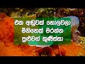 ඇත්තම සුපිරි බල තියන මේ ලෝකෙ ඉන්න හිතාගන්න බැරි සත්තු ගැන දැනගමුද? | Animals With Super Powers