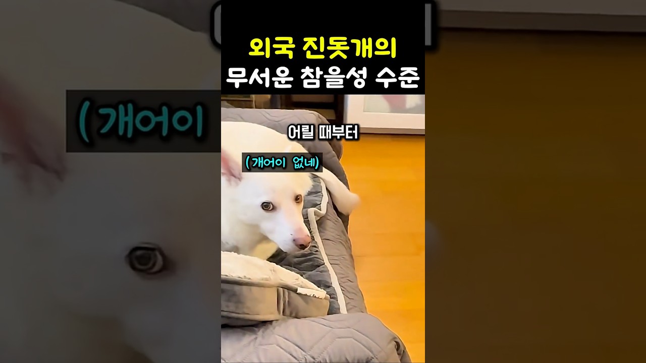 외국 진돗개의 무서운 참을성 수준