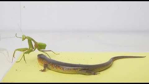 a hungry lizard sees a praying mantis//lizard vs mantis