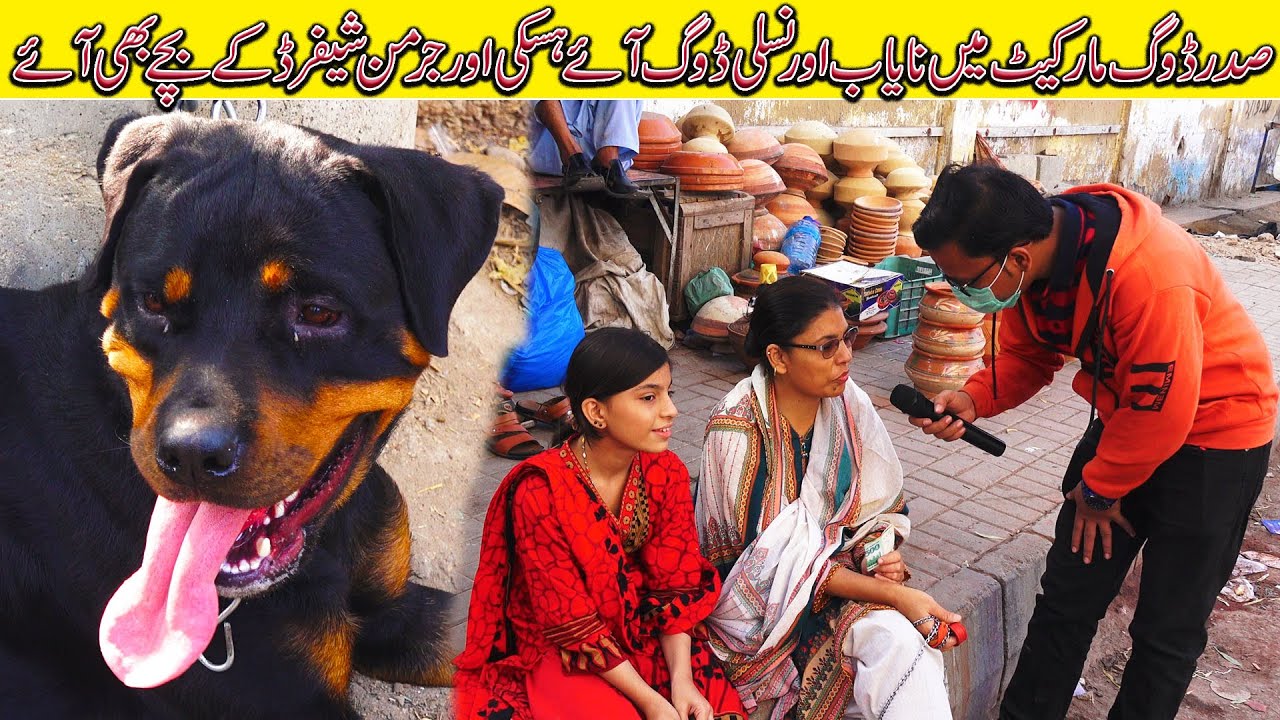 Dogs Market Saddar Karachi 5-12-2021 | Quality Dog | Dogs Puppies | Informative Video In Urdu/Hindi