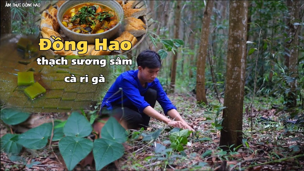 Hái lá sương sâm trong rừng về vò ăn và nấu thêm nồi cà ri gà, tụi cháu nhỏ vui mừng