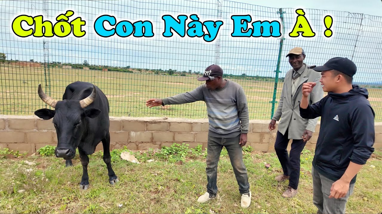 Công Giáp || Con Trâu Là Đầu Cơ Nghiệp ? Chúng Tôi Sẽ Phát Huy Tối Đa và Trân Trọng Những Gì Đã Có !