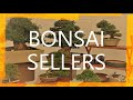 BONSAI SELLERS in Ueno at Satsuki Azalea bonsai exhibithion 2020