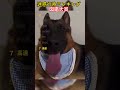 海外でバズった印象的なイヌたちTOP9！