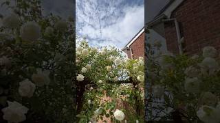 My Climbing rose#flowers #nature #summer #garden #love #white #whiteroses #rose #climbingrose#beauty