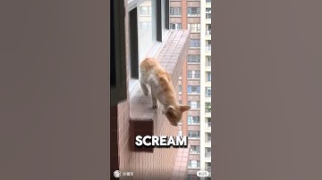 Saving A Cat From Jumping Off 30 Story Building 💔#animalrescue #orangecat #wholesome