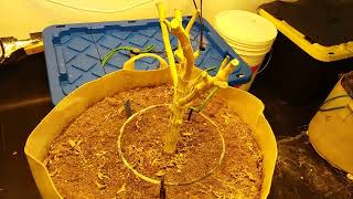 Z1 Pre-Harvest Update