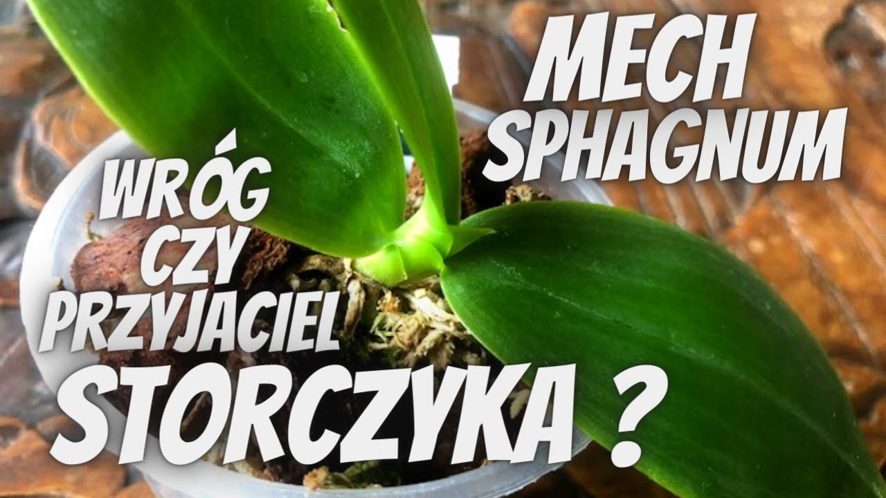Mech SPHAGNUM - jak go używać w uprawie storczyka? //Jak sadzić i podlewać storczyki w sphagnum?