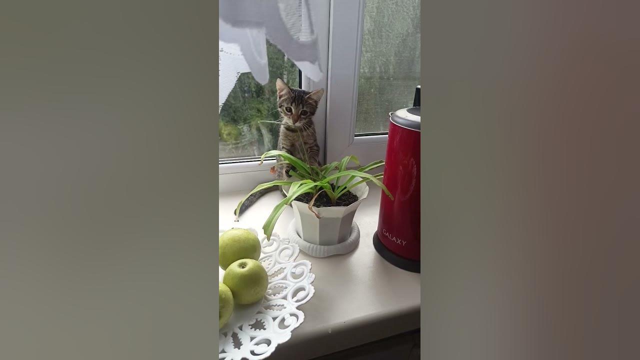 #котенокПушинка#котята #пушистые #животные #кошечки #кошечки #кошки # ...