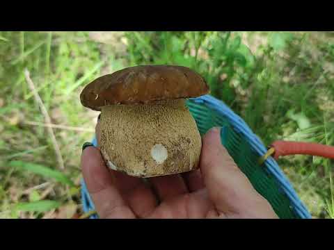 Грибы 2024 !  Открытие сезона белых грибов!