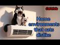 Three types of environments where pet cats can live comfortably 【Cat trivia】
