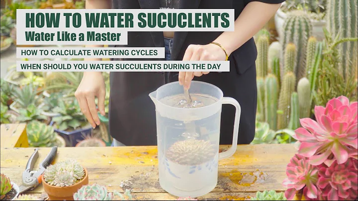 HOW TO WATER SUCCULENTS LIKE A MASTER | 9 Years Living with Succulents - DayDayNews