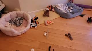 Akc Staffordshire Bull Terrier Puppies Playing, 6 12 Weeks