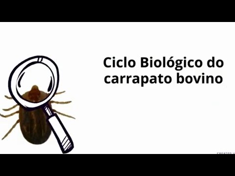 Vídeo: Compreendendo O Ciclo De Vida Do Carrapato