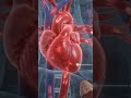 किडनी का ये काम शायद आप नहीं जानते होंगे!3D Animation में! #Kidney#ScienceFacts #HumanBod