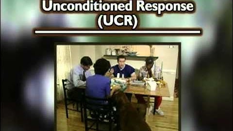 The Standard Deviants - Psychology