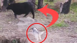 Small Dog Fights Off Big Bull!